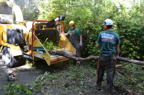 tree services Spring Valley